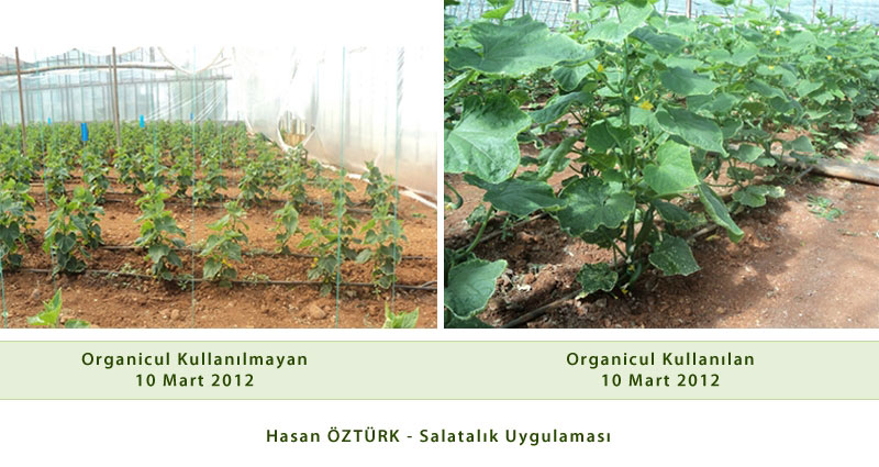 Organicul Salatalık Uygulaması - Uygulanan ve Uygulanmayan Bitkiler